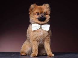 Fliege Schleifer Fur Den Hund Zur Hochzeit Braut Boutique Hundeschleifen Brautaccessoires Fliege