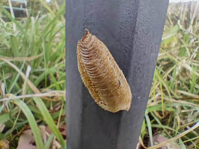 Blobs of dried foam stuck on surfaces are praying mantis egg cases
