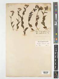 Image result for Microglossa densiflora