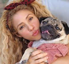 How Doug the Pug became the reigning king of pup culture