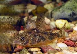 Temperatura Vody V Akvariume Dlya Somikov
