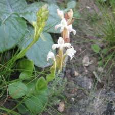 Image result for Satyrium confusum