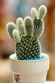 Image result for Cactaceae