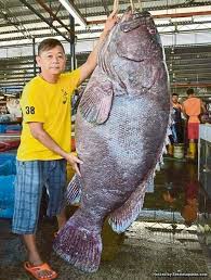 Maybe you would like to learn more about one of these? Ikan Kerapu Gergasi 150 Kilogram Berharga Rm7 500 Sentiasa Panas
