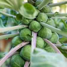 Think this guide is informative? Brussel Sprout Seeds Bosworth