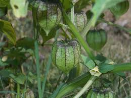 Image result for Physalis angulata