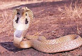 Der inlandtaipan ist die giftigste schlange der welt (50x giftiger als eine indische kobra) und ist in australien zu hause. Afrikanische Schlangen Artenvielfalt Top 10 Der Giftigsten Beschreibung Lebensraum Artenmerkmale Fortpflanzung Lebenszyklus Charakteristische Zeichen Und Merkmale Die Natur 2021