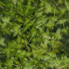 Image result for Lemna trisulca
