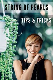 Tips for rooting string of. String Of Pearls Care