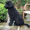 A litter of giant schnoodle puppies. 1