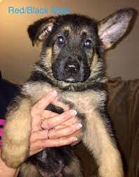 Maybe you would like to learn more about one of these? German Shepherd Dog Puppy For Sale In Hillsboro Mo Adn 24797 On Puppyfinder Com Gender Female Age German Shepherd Dogs Puppy German Shepherd Dogs Puppies