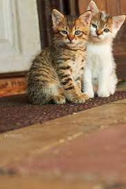 Sisters Sisters Cute Cats Photos Cute Cats Baby Cats