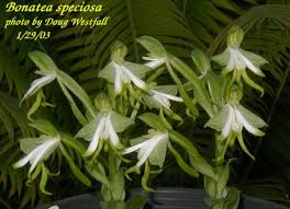 Image result for Bonatea antennifera