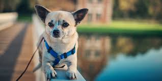 Chihuahua Sivava Cinsi Kopek Bakimi Ve Ozellikleri