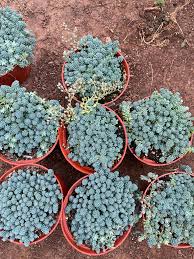 Image result for Sedum