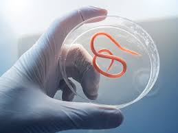 Image result for Cyclospora