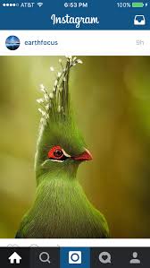 Names Birds That Start With Q Pin By Rebecca Heskes On Bird Pretty Birds Beautiful Birds Animals Beautiful
