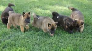 What's so special about the german shepherd? Akita Mix Puppies For Sale Youtube