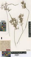 Image result for Cyperus glaucophyllus