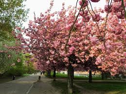 We did not find results for: Berlin Cherry Blossom 2019
