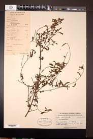 Image result for Loudetia kagerensis