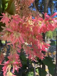 Image result for Petrea volubilis