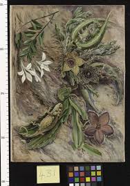 Image result for Turraea obtusifolia