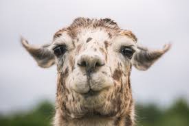 Image result for llama