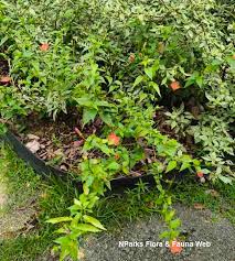 Image result for Hibiscus micranthus