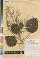 Image result for Neoboutonia