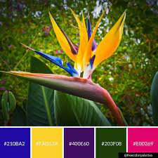 Bird Of Paradise Bold Deep Vibrant Color Palette Inspiration Digital Art