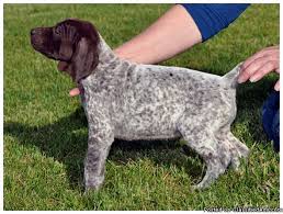 Explore 22 listings for german pointer puppies for sale at best prices. Akc German Shorthair Pointers Price 500 For Sale In Lowden Iowa Best Pets Online