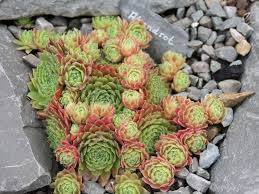 Abendrot Sempervivum Succulents Hens And Chicks