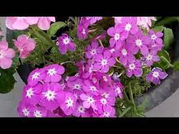 348 Blooming Phlox In Hot Summer Hindi Urdu 28 3 17 Youtube
