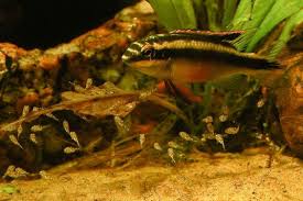 Gokkusagi Kribensis Pelvicachromis Pulcher Balik Bitki Gokkusagi