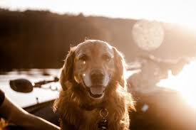 It provides a way to keep your pet near you. Pet Cremation Cost Process Breakdown Guide To Options