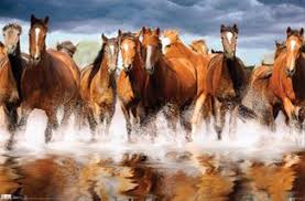 Herd Of Horses Crossing A Stream Poster Til Inc Wild Horses Running Horses Horse Wallpaper