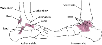 Wer von knöchel tapen oder fuß tapen spricht meint in der regel das komplette gelenk. Knochelfrakturen Verletzungen Und Vergiftung Msd Manual Ausgabe Fur Patienten