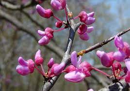 Eastern redbud (columbus strain) one of our most popular trees! Redbud Welcome To Whitehouse Ohio