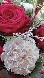 White Carnations Carnation Flower Wholesale Flowers Flowers For Sale