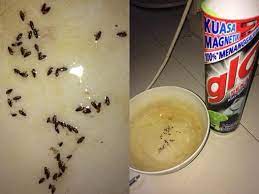 Minyak kayu putih dapat digunakan dengan semprotan air untuk mengusir kutu. Cara Menghilangkan Kutu Anjing Secara Natural