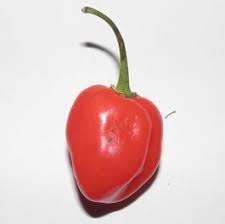 The red savina habanero pepper was bred to selectively produce a type of pepper that is larger in size, heavier in weight, and hotter in taste. Habanero Red Savina