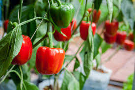Pflanzen Fur Die Pralle Sonne Die Top 10 Fur Garten Balkon Plantura In 2020 Pflanzen Balkon Pflanzen Paprikaschote
