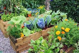 When to plant garden in nc. Central North Carolina Planting Calendar For Annual Vegetables Fruits And Herbs Nc State Extension Publications