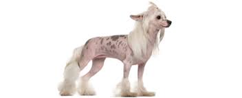 The hairless, with silky hair on the head (crest), tail (plume) and feet (socks); Chinese Crested Dog Dog Breed Profile Petfinder
