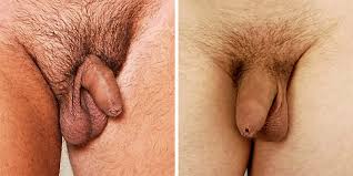 Penis-Galerie: Schau, welche Unterschiede es gibt! | Penis-Galerie: Schau,  welche Unterschiede es gibt! | BRAVO