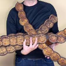 Image result for Entada gigas