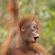 Orangutans Google Search Funny Wild Animals Animals Orangutan