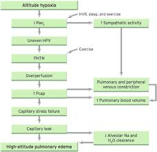 Image result for High Altitude Edema