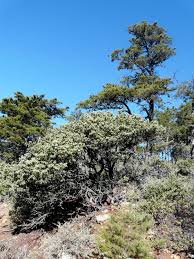 Image result for Cercestis congensis